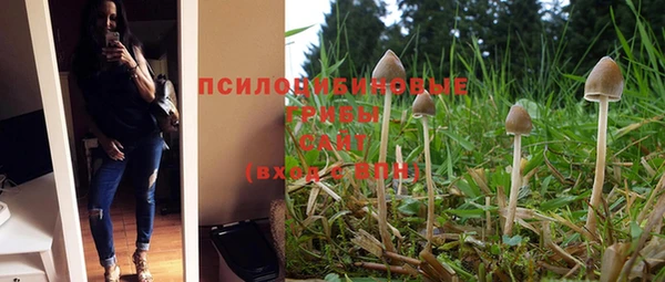 прущие грибы Вязьма